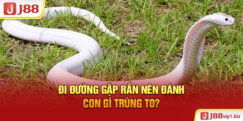 Đi đường gặp rắn nên đánh con gì trúng to?