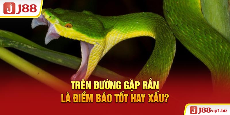 Trên đường gặp rắn là điềm báo tốt hay xấu?